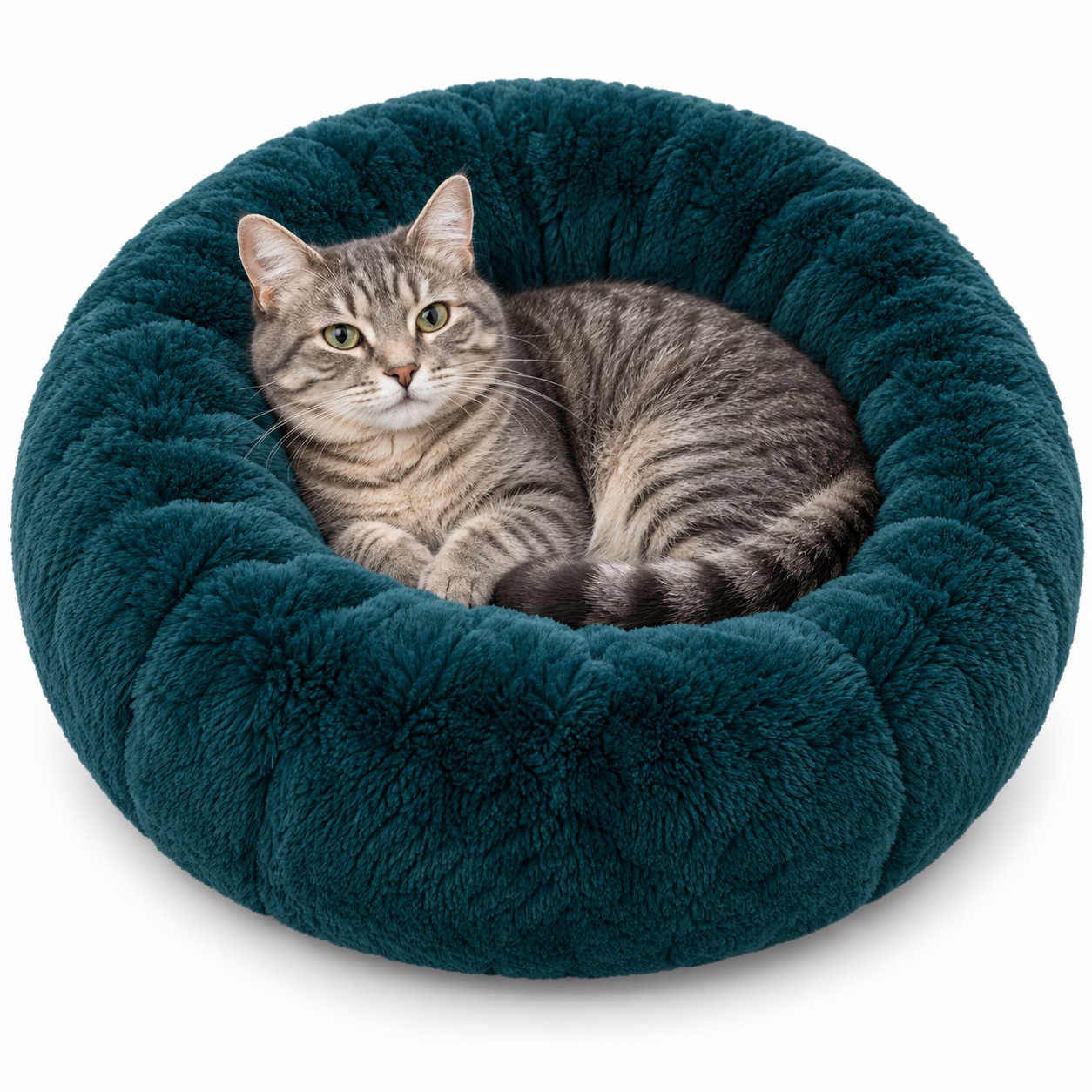 Kedi Yaşam Alanları